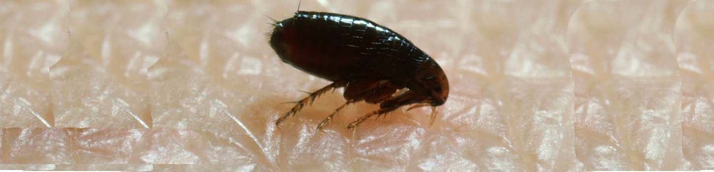 Cat & Dogs Fleas - Pest Force Edmonton
