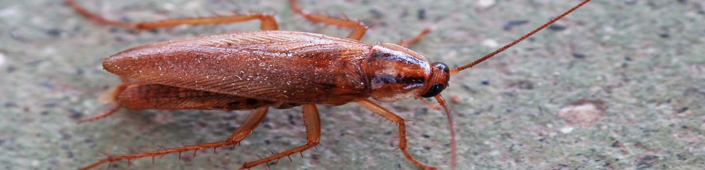 Cockroaches - Pest Force Canada